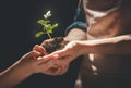 Adult and child holding green sprout. Royalty Free Stock Photo