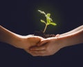 Adult and child holding green sprout. Royalty Free Stock Photo