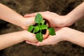 Adult and child are holding in hands seedling Royalty Free Stock Photo