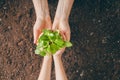 Adult and child holding seedlings Royalty Free Stock Photo