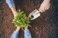 Adult and child holding seedlings Royalty Free Stock Photo