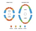 Adult and child jaws anatomy with descriptions. Incisor, canine, premolar and molar teeth colored illustration