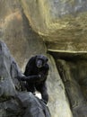 Adult Chimpanzee climbing a rock Royalty Free Stock Photo