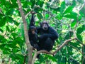 Adult chimpanzee with her baby in a tree at the Gombe National Park forest Royalty Free Stock Photo