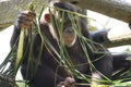 An adult Chimpanzee monkey holding some leaves food in its hands