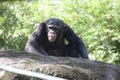 An adult Chimpanzee monkey resting under the sun