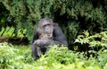 Adult chimpanzee sitting in the long grass Royalty Free Stock Photo