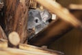 Adult chinchilla male sitting in a wooden cage on a close up vertical picture. A cute rodent species from South America often bred