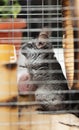 Adult chinchilla in a wooden cage standing and observing, cute rodent, thoroughbred pet