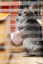 Adult chinchilla in a wooden cage standing and watching, cute rodent, thoroughbred pet