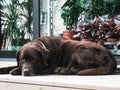 An adult chocolate labrador lying on the porch Royalty Free Stock Photo