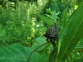 Adult Cicada bug on a green plant Royalty Free Stock Photo