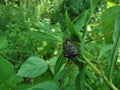 Adult Cicada bug on a green plant Royalty Free Stock Photo