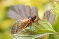 Adult Cicada Climbs on a Leaf