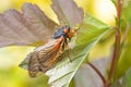 Adult Cicada Climbs on a Leaf Royalty Free Stock Photo