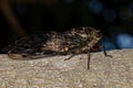 Adult Cicada Insect Royalty Free Stock Photo