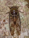 Adult Cicada Insect Royalty Free Stock Photo