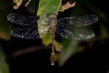 Adult clubtail dragonfly