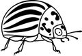 Adult colorado potato beetle on white background