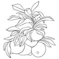 Adult coloring book,page a brunch with fruits image for relaxing.