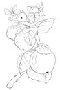 Adult coloring book,page a cute brunch of apples image for relaxing activity.