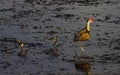 An adult Comb-crested jacana with hatchlings wading in the water of Yellow River Billabong in Kakadu National Park, Australia. Royalty Free Stock Photo