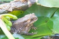 Adult Common Asian Toad, Bufo bufo sitting on lotus leaf green in bowl Royalty Free Stock Photo
