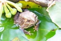 Adult Common Asian Toad, Bufo bufo sitting on lotus leaf green in bowl of fish pond Royalty Free Stock Photo