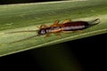 Adult Common Earwig Royalty Free Stock Photo