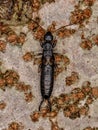 Adult Common Earwig Royalty Free Stock Photo