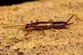 Adult Common Earwig Royalty Free Stock Photo