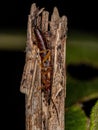 Adult Common Earwig Royalty Free Stock Photo