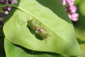 Two common green shield bugs, shieldbugs, Palomena prasina or stink bug mating on a green leaf in the summer sun, Shropshire UK Royalty Free Stock Photo