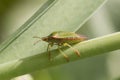 Common green shieldbug, shield bug, Palomena prasina or stink bug sitting on a green  stem in spring, close-up side view Royalty Free Stock Photo