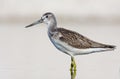 Adult Common greenshank close distance side posing deep in light water Royalty Free Stock Photo