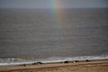 Adult common harbour seals, Phoca vitulina, and grey seals, Halichoerus grypus, resting on horsey beach, Norfolk as a rainbow Royalty Free Stock Photo