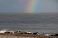 Adult common harbour seals, Phoca vitulina, and grey seals, Halichoerus grypus, resting on horsey beach, Norfolk as a rainbow