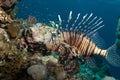 An adult Common lionfish (Pterois miles) side view Royalty Free Stock Photo