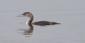 Adult common loon Gavia Immer swimming