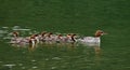 Common merganser family Royalty Free Stock Photo