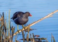 Common Moorhen - Gallinula chloropus at rest. Royalty Free Stock Photo