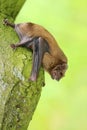 Adult common noctule Nyctalus noctula Royalty Free Stock Photo