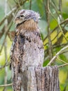 Adult Common Potoo