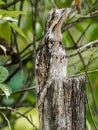 Adult Common Potoo