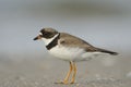 Adult Common Ringed Plover Royalty Free Stock Photo