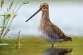 Adult Common snipe great full height posing in shallow water of small pond