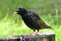 Adult common starling Royalty Free Stock Photo