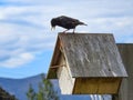 Adult Common Starling Feeding Juvenile