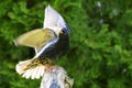 Adult common starling Royalty Free Stock Photo