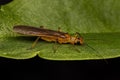 Adult Common Stonefly insect